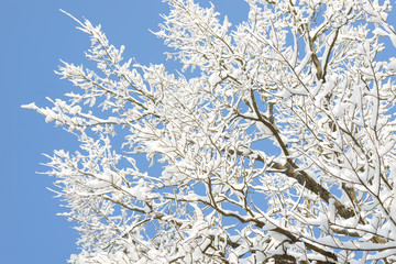 Winter branches covered with snow. Frozen tree branch in winter forest. Winter forest landscape.