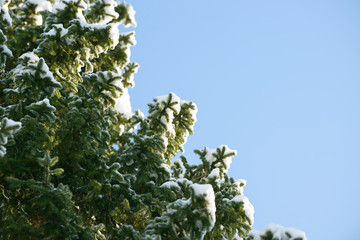 Winter branches covered with snow. Frozen tree branch in winter forest. Winter forest landscape.