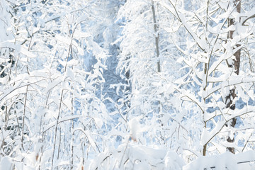 Winter branches covered with snow. Frozen tree branch in winter forest. Winter forest landscape.