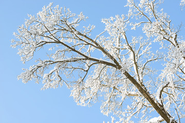 Winter branches covered with snow. Frozen tree branch in winter forest. Winter forest landscape.