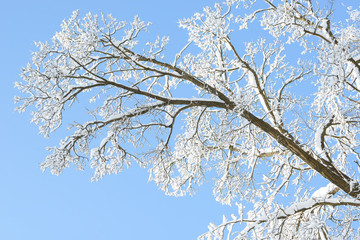Winter branches covered with snow. Frozen tree branch in winter forest. Winter forest landscape.
