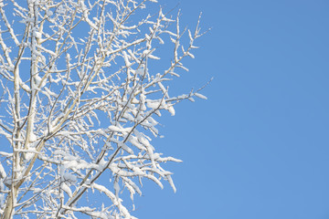 Winter branches covered with snow. Frozen tree branch in winter forest. Winter forest landscape.
