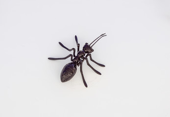 ants on a white wall . close up