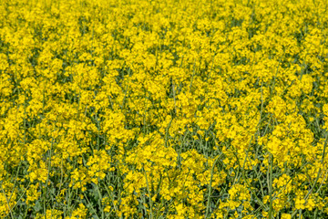 A full frame photograph of  canola/rapeseed crops in Sussex