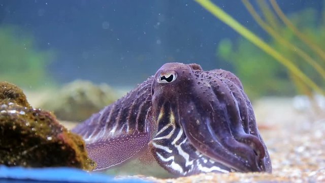Sea cuttlefish is covered by bright colors in the close-up, sitting on the seabed, surrounded by seaweed.