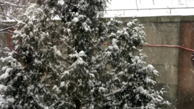Blurred background with spruce and falling snow. Blurry backdrop winter landscape with snowstorm. Defocused evergreen christmas tree and fall sparce snowflake, january evening