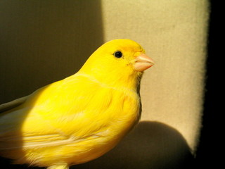 Yellow canary. Free bird