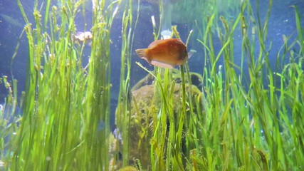 One red, small ocean fish floats in an aquarium between green water courses