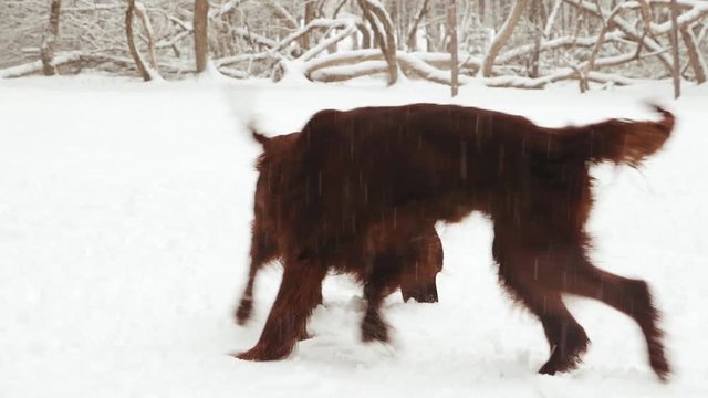 Irish Setter dogs play in a snowy forest. Beautiful winter video. Purebred puppy. Running dogs Snow, forest, magic, nature. Wonderful animal video.