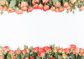 Red rose flowers on white background. Flat lay, top view. Floral background. Valentine's background.