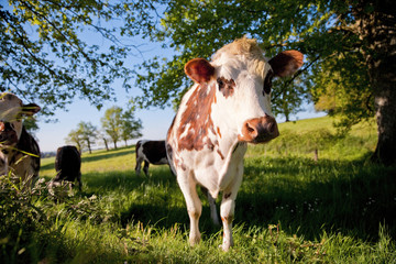 Troupeau de vaches Normande au pr&eacute;