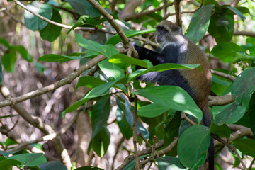 Monkey in tree in Jozani Forest of Zanzibar island, Tanzania - Image