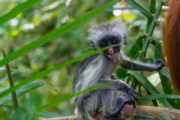 Baby monkey in tree in Jozani Forest of Zanzibar island, Tanzania - Image