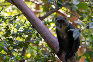 Fototapeta premium Monkey in tree in Jozani Forest of Zanzibar island, Tanzania - Image