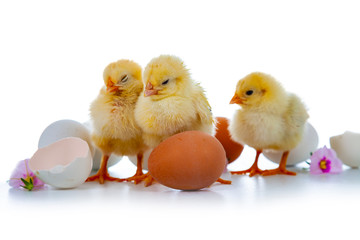 Easter fluffy chickens.