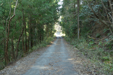 Fototapeta premium When spring begins, the forest road