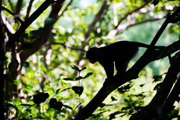Monkey silhouette on tree in Jozani Forest of Zanzibar island, Tanzania - Image