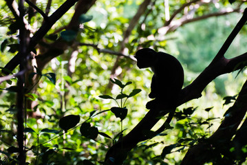 Monkey silhouette on tree in Jozani Forest of Zanzibar island, Tanzania - Image