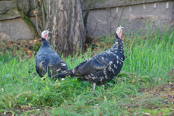 Domestic turkey, Meleagris gallopavo, of the race 