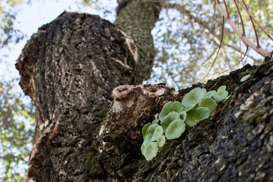 &Aacute;rbol frondoso