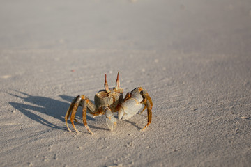 Crab on the sand on a sunny day. crab from the side. shadow in the sand
