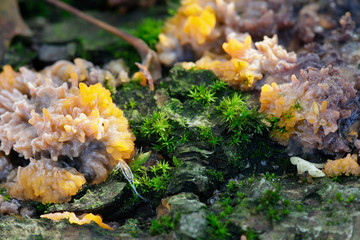 Phlebia radiata, known as the wrinkled crust