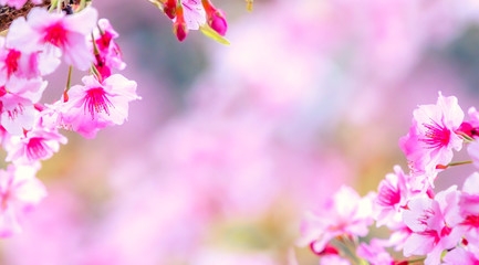 Beautiful cherry blossoms sakura tree bloom in spring over the garden, copy space, close up.