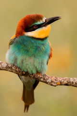 Portrait of a colorful bird