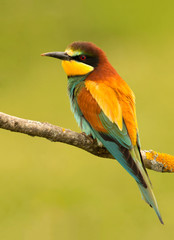 Portrait of a colorful bird