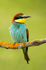Portrait of a colorful bird
