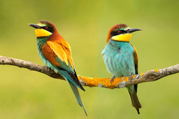 Couple of bee-eaters