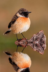 Small bird sith its reflection