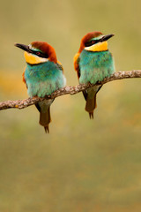 Couple of bee-eaters