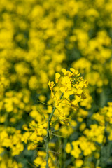 Vivid yellow canola/rapeseed crops in a field in Sussex
