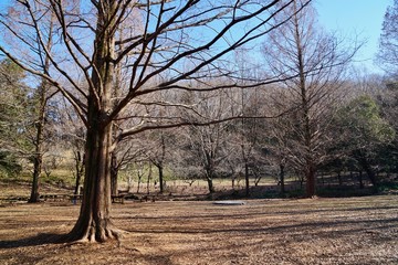 冬の公園