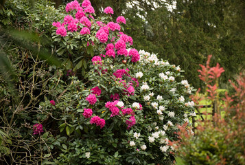 Mixed rhododrendron bushes