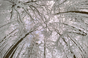 snowy forest and sky in perspective