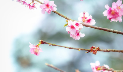 Beautiful cherry blossoms sakura tree bloom in spring over the garden, copy space, close up.