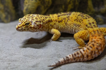 gekko