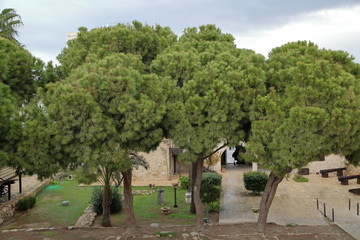Obraz premium Green tops of pines growing on courtyard of medieval fortress in L:arnaca, Cyprus