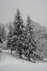 Two pine trees huddle close to each other and are covered in deep virgin white snow . Two beautiful coniferous trees covered with snow in the forest on a cold winter day. Winter snowy scene.
