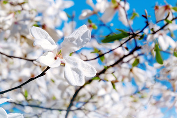 Flowering magnolia tree densely covered with beautiful fresh white flowers in spring
