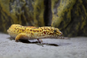 gekko