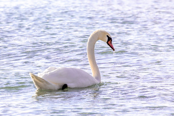 Fototapeta na wymiar Beautiful swan
