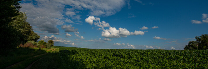 forest and field on a background of clouds. Web banner.