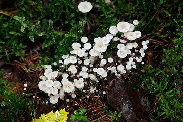 Lentil shanklet, also called appleseed coincap mushroom, Collybia tuberosa