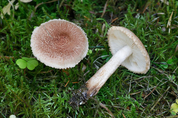 Tricholoma vaccinum, commonly known as the russet scaly tricholoma, the scaly knight, or the fuzztop