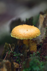 Pholiota flammans, known as the yellow pholiota, the flaming Pholiota, or the flame scalecap