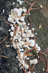 Elastic oysterling, Panellus mitis