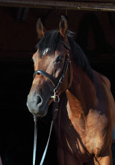 Fototapeta premium Portret czystej krwi konia ujeżdżenia sportowe w ciemnym tle stabilny